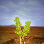 African farming African farming