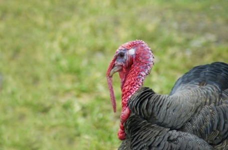 Happy Turkey Day!